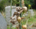 Toadflax Brocade