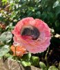 flowers3